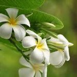 Sunnah method of marriage