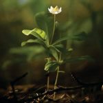 Expenditure, Expenditure includes, Housing