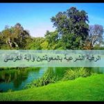 مخصوص اوقات واحوال کی مستحب سورتیں